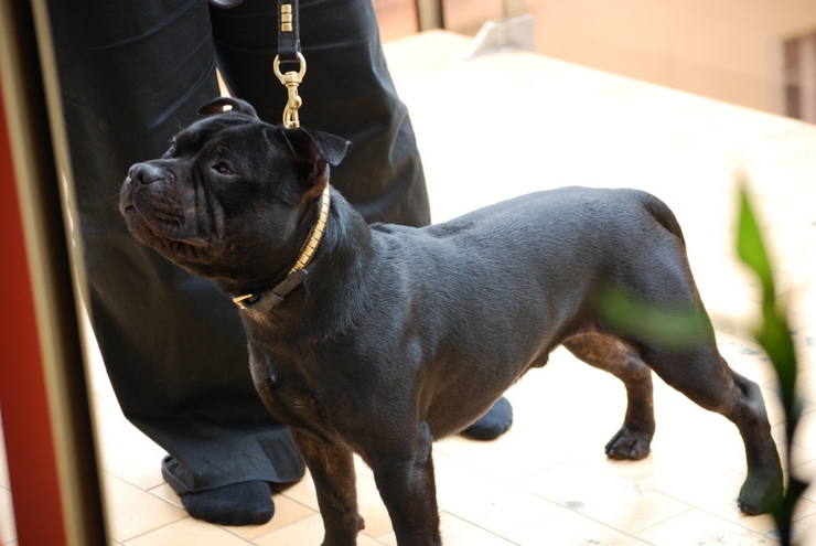 Nos chiens prennent la pose, statique exposition. - Page 2 BlackNeo-2008-06-A-CACS_Tournan-1